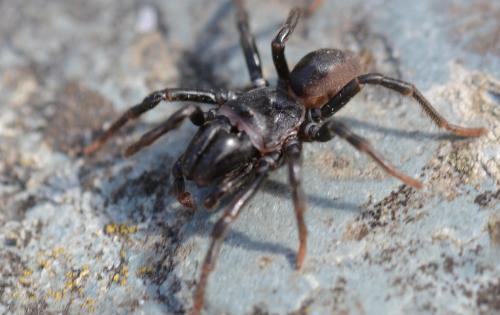 Atypus affinis